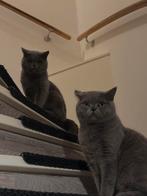 2 Britse kortharen (M) te koop!, Dieren en Toebehoren, Katten en Kittens | Raskatten | Korthaar, Kater