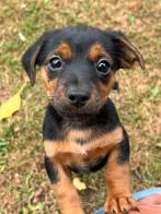 Jackrussell pup black and tan * laagbenig teefje, Rabiës (hondsdolheid), Jack Russell Terriër, 8 tot 15 weken, Teef