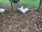 Hanen, Dieren en Toebehoren, Pluimvee, Mannelijk, Kip
