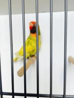 Nigrigenis, Dieren en Toebehoren, Vogels | Parkieten en Papegaaien, Vrouwelijk, Dwergpapegaai of Agapornis, Geringd