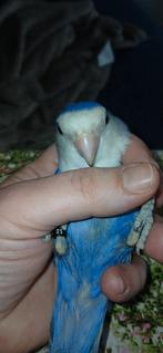 Agaponis, Dieren en Toebehoren, Vogels | Kanaries, Meerdere dieren, Zangkanarie