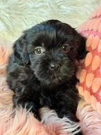 Lhapso Apso x Malthezer kruising pups 850€, Dieren en Toebehoren, Nederland, Overige rassen, 8 tot 15 weken, CDV (hondenziekte)