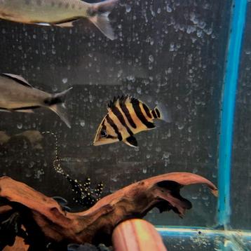 Datnioides microlepis  beschikbaar voor biedingen