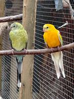 Roodrug parkieten koppel, Dieren en Toebehoren, Vogels | Parkieten en Papegaaien, Meerdere dieren, Parkiet