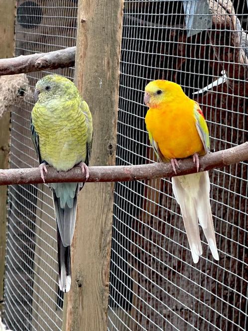 Roodrug parkieten koppel, Dieren en Toebehoren, Vogels | Parkieten en Papegaaien, Parkiet, Meerdere dieren