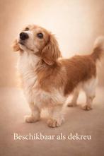 Shaded cream-piebald dwergteckel dekreu (niet te koop!), Dieren en Toebehoren, Reu, 1 tot 2 jaar, Meerdere, Nederland