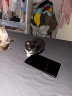 Kitten, Poes