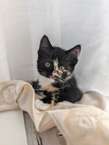 Europees korthaar kittens 8 weken beschikbaar voor biedingen