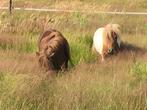 Shetland pony’s, Dieren en Toebehoren, Pony's, Niet van toepassing, 7 tot 10 jaar, Meerdere dieren, Recreatiepony