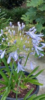 Agapanthus,  Afrikaanse Lelie, bruidsbloem blauw Bloeiend., Ophalen, Zomer, Overige soorten, Volle zon