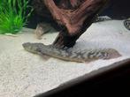 Polypterus Endlicheri, Vis, Zoetwatervis, Schoolvis
