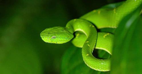 Oproep: Slang + begeleider gezocht voor korte fotoshoot, Dieren en Toebehoren, Reptielen en Amfibieën, Slang, Tam