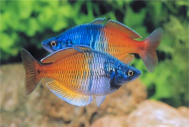 Melanotaenia boesemani Regenboogvis - Koidream Valburg, Dieren en Toebehoren, Vissen | Aquariumvissen, Zoetwatervis, Vis, Schoolvis