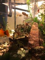 Guppie/Guppy te koop, man/vrouw/baby, Dieren en Toebehoren, Vis