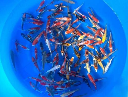 Tosai van 15 verschillende Japanse kwekers, Jonge Japan koi, Dieren en Toebehoren, Vissen | Vijvervissen, Karper of Koi