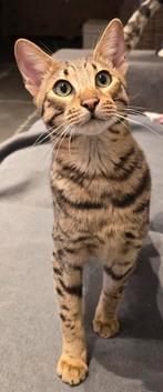 Savannah kittens, Gechipt