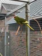 Kakariki man te koop, Dieren en Toebehoren, Mannelijk, Parkiet, Geringd