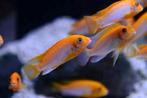 Malawi Cichliden: Labidochromis hongi Sun Flower, Vis, Zoetwatervis