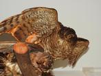Opgezette Buizerd met zomertortel als prooi. Taxidermy., Dieren en Toebehoren, Geslacht onbekend, Roofvogel, Geringd