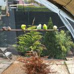 Mooie grasparkieten, Dieren en Toebehoren, Meerdere dieren, Kleurkanarie