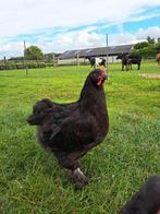 Mooie, lieve  Brahma haan, Mannelijk, Kip