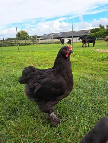 Mooie, lieve  Brahma haan beschikbaar voor biedingen