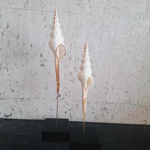 Prachtige schelpen set op voet hotel chique, Huis en Inrichting, Woonaccessoires | Overige, Nieuw, Ophalen of Verzenden