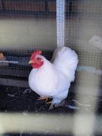 2 mooie, jonge Cochin kriel haantjes, Dieren en Toebehoren, Mannelijk, Kip