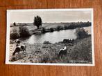 Mooi Nederland. Koeien en molens. Tekst rechtsonder., Ophalen of Verzenden, 1940 tot 1960, Gelopen