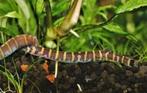 Kuhlii loach Sumatra - Indische modderkruiper, Vis, Zoetwatervis