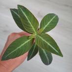 Ruellia makoyana stekje, Overige soorten, In pot, Minder dan 100 cm, Groene kamerplant