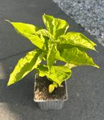 Biologische Madame Jeanette Peper plantjes €3 p.st., Ophalen, Volle zon, Groenteplanten, Eenjarig