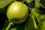 Hoogstam fruitbomen kers appel peer pruim abrikoos, Lente, Overige soorten, In pot, Ophalen of Verzenden