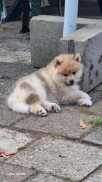 Pomsky pup Merle met EPR stamboom, CDV (hondenziekte), 8 tot 15 weken, Teef, Poolhond