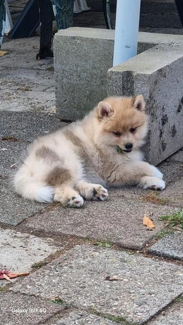 Pomsky pup Merle met EPR stamboom beschikbaar voor biedingen