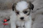 Mooie kleine boomer pups., Dieren en Toebehoren, Honden | Chihuahua's en Gezelschapshonden, Nederland, Overige rassen, 8 tot 15 weken