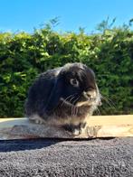 Razuiver NHD konijntje, Dieren en Toebehoren, Konijnen, Mannelijk, Dwerg, Hangoor, 0 tot 2 jaar