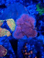 Montipora palawanensis koraal, Dieren en Toebehoren, Overige typen, Zoutwatervis