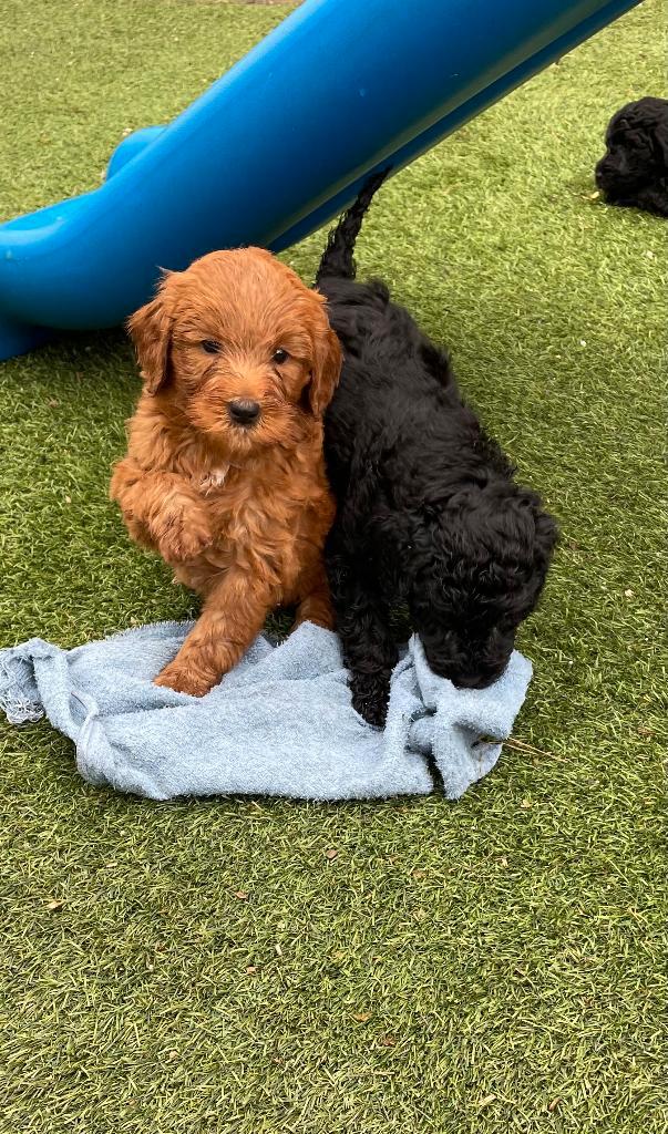 Australian Labradoodle, Dieren en Toebehoren, Honden | Retrievers, Spaniëls en Waterhonden, Meerdere dieren, Labrador retriever