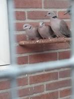 Koppel parelhalsduiven, Dieren en Toebehoren, Vogels | Overige Vogels, Meerdere dieren