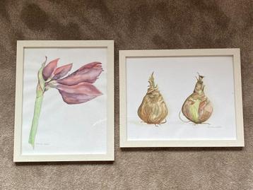 Aquarel duo Amarylles bloem en bollen