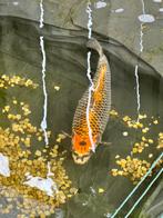 Koi karper 50/60 cm, Karper of Koi