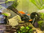 Jonge oranje zwaarddragers, Dieren en Toebehoren, Vissen | Aquariumvissen