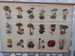 Paddestoelen schoolkaart, Ophalen, Natuur en Biologie