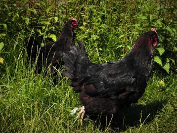 Marans Kippen | Rustige kip | Speciale eieren beschikbaar voor biedingen