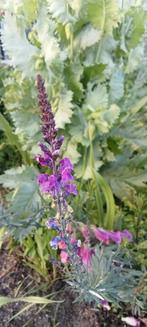 Linaria purpurea - Walstro Leeuwenbek zaden, Ophalen of Verzenden, Voorjaar, Volle zon, Zaad