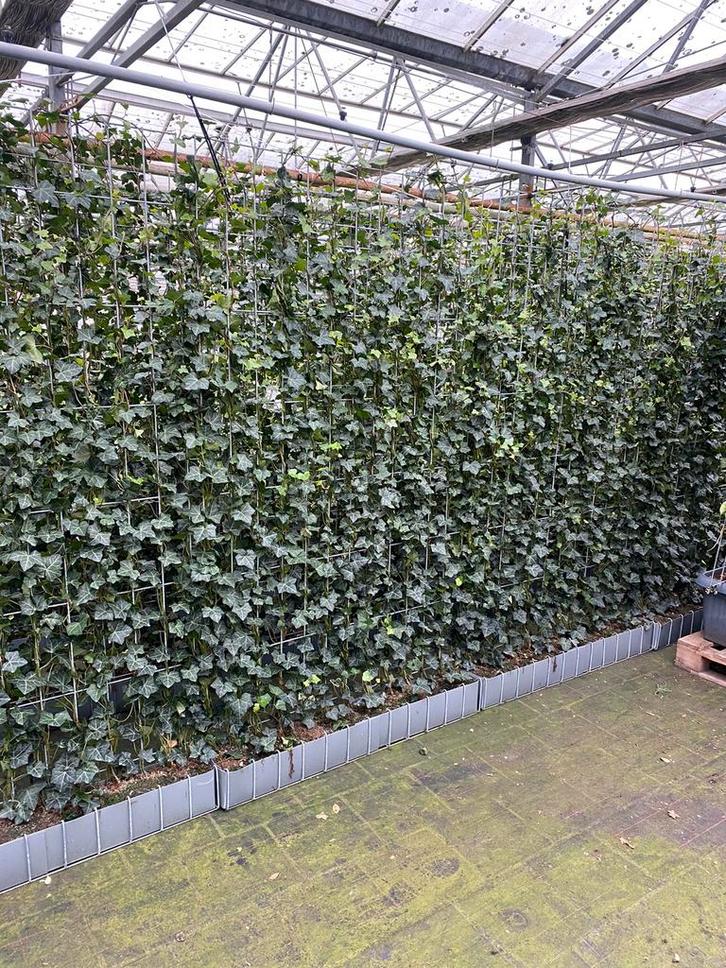 Hedera kant en klaar schermen kompleet met palen te leveren, Tuin en Terras, Planten | Struiken en Hagen, Overige soorten, 100 tot 250 cm