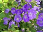 Campanula "Blaue Clips" (Karpatenklokje), Tuin en Terras, Planten | Tuinplanten, Bodembedekkers, Vaste plant, Ophalen of Verzenden