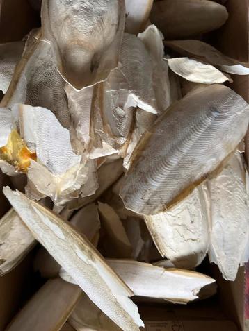 Sepia voor vogels beschikbaar voor biedingen