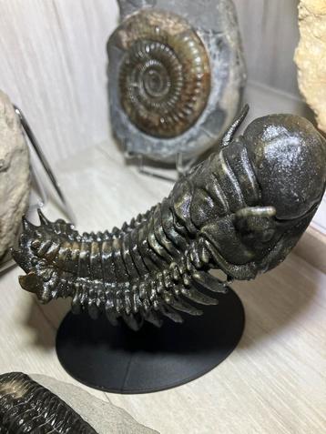 Replica Trilobiet crotalocephalina beschikbaar voor biedingen